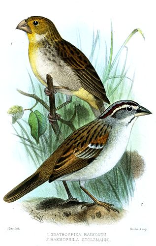 Tumbes sparrow